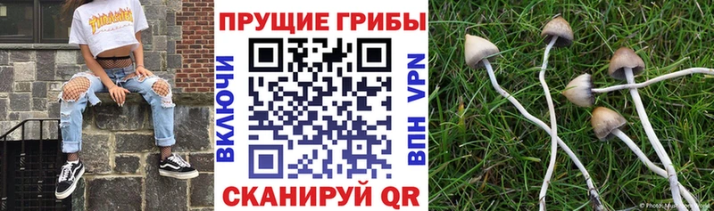 Псилоцибиновые грибы Psilocybine cubensis  дарнет шоп  Крымск 